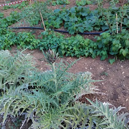 Sa Muredda Nocleg ze śniadaniem 3*