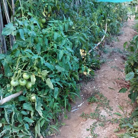 Sa Muredda Nocleg ze śniadaniem Sardara