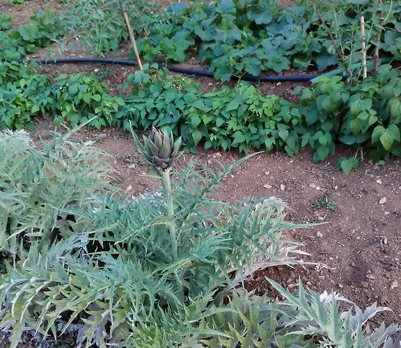 Sa Muredda Bed and breakfast 3*