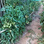 Sa Muredda B&B 사르다라