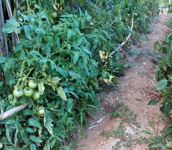 Sa Muredda 住宿加早餐酒店 萨尔达拉